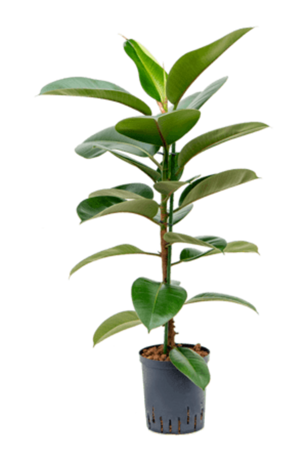 Hydrokulturpflanze Ficus elastica robusta