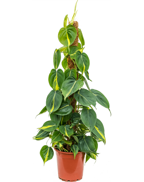 Philodendron