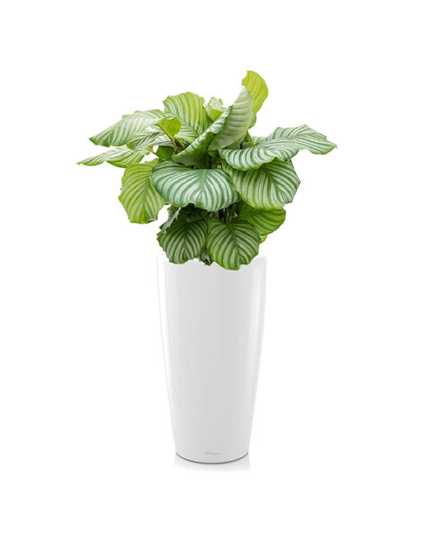 Lechuza Lechuza | Calathea