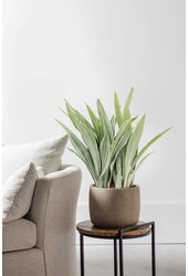 Sansevieria Metallica XL