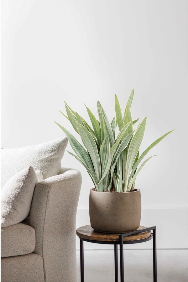 Sansevieria Metallica XL