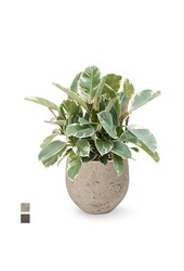 Ficus Elastica Tineke in Mini kevan