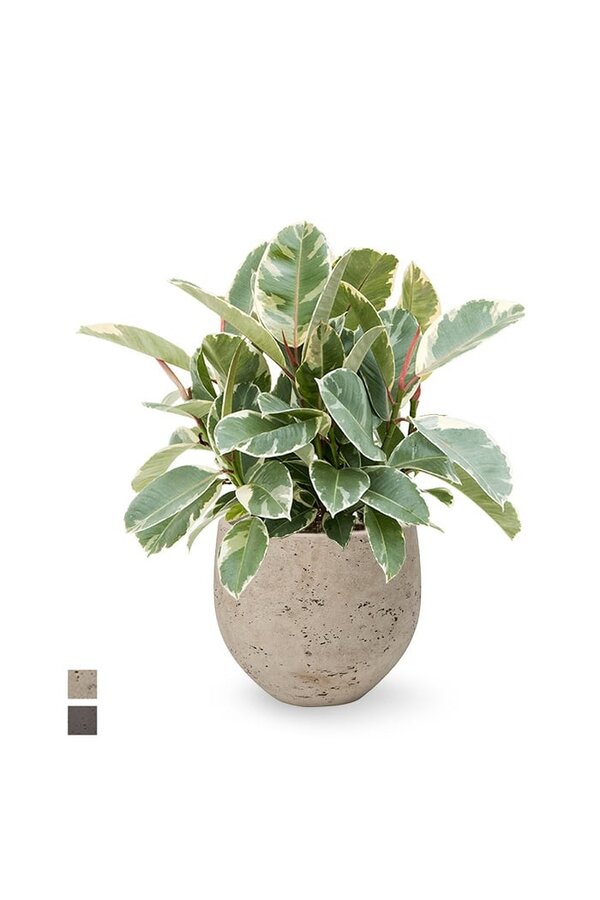 Ficus Elastica Tineke in Mini kevan