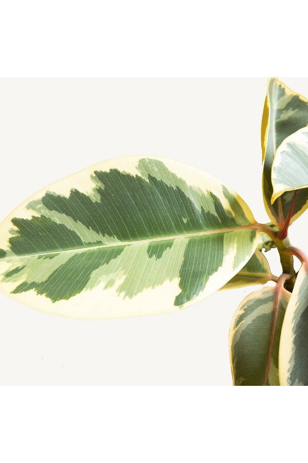 Ficus Elastica Tineke in Mini kevan