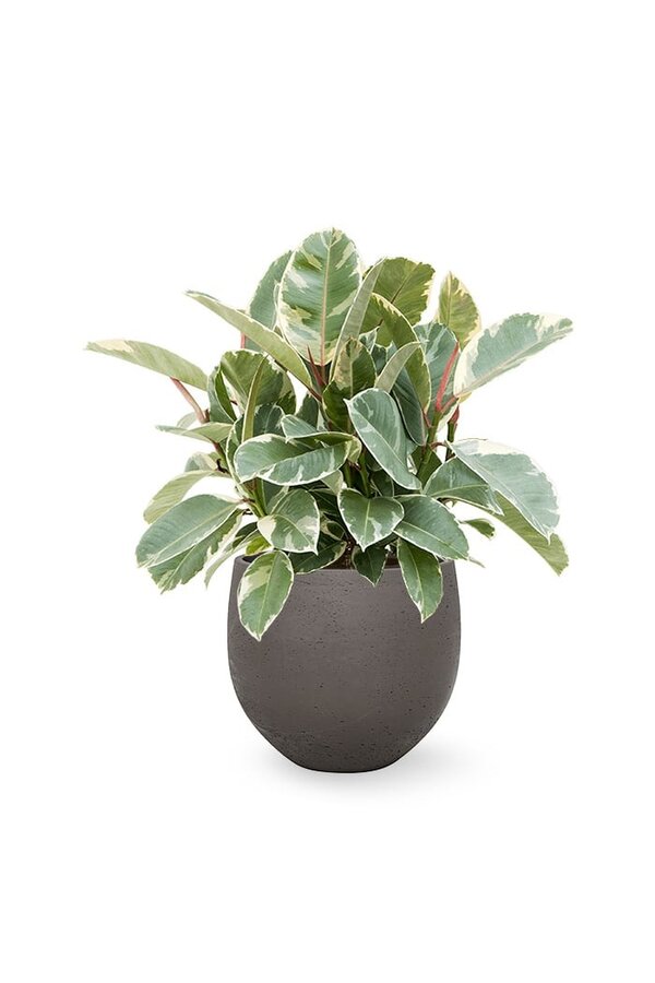 Ficus Elastica Tineke in Mini kevan
