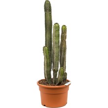 Euphorbia