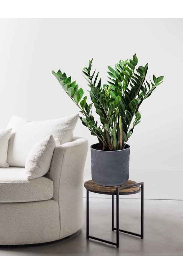 Zamioculcas Dune Pflanze im Charlie Topf