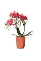 Rote Phalaenopsis-Orchidee Congo in edlem Rot