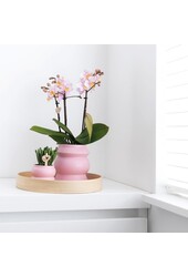 COMBI DEAL von 2 Rosa Phalaenopsis Orchideen