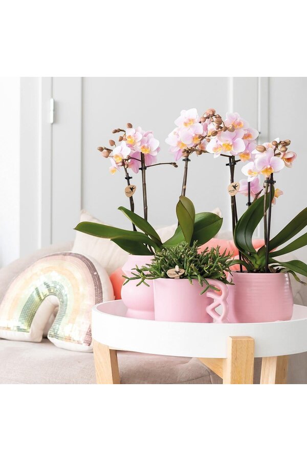 COMBI DEAL von 2 Rosa Phalaenopsis Orchideen