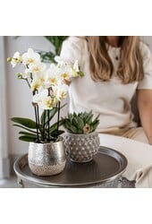 Orchidee Amabilis mit Elite Topf silber