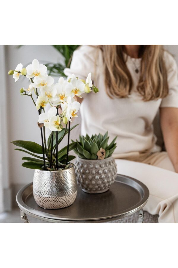 Orchidee Amabilis mit Elite Topf silber