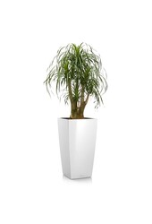 Beaucarnea in selbstbewässerndem Cubico