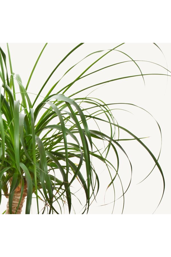 Beaucarnea in selbstbewässerndem Cubico