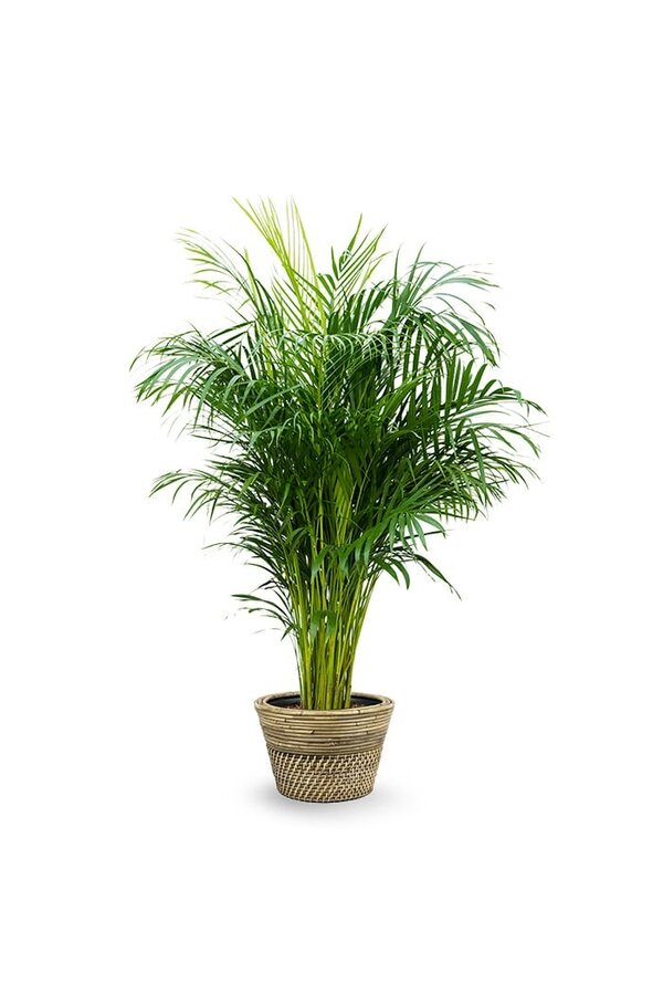 Goldfruchtpalme  Areca in Rattan-Pfeffer