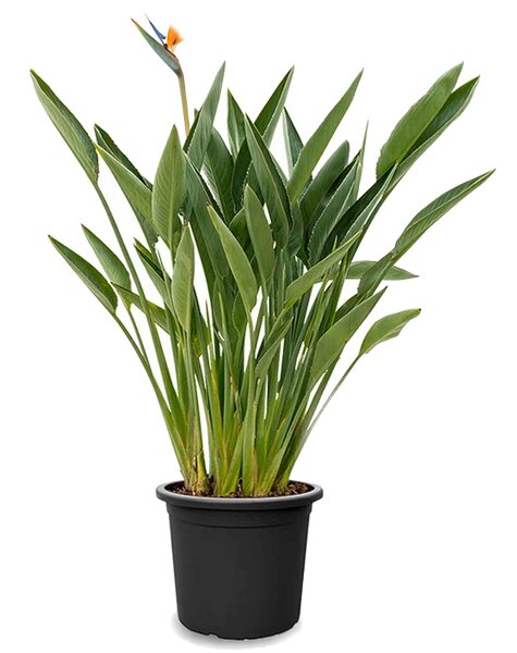 Strelitzia