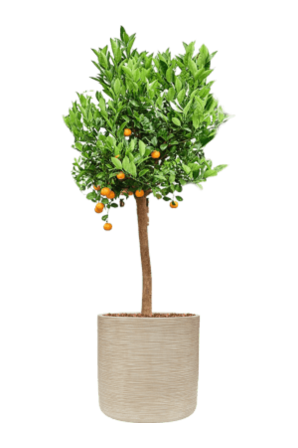 Baq Dune Zylinder Beige