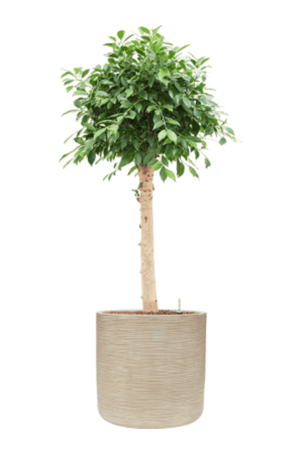 Baq Dune Zylinder Beige