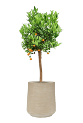 Baq Dune Darcy Beige