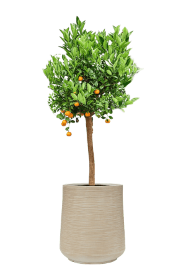 Baq Dune Darcy Beige