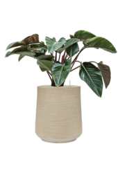 Baq Dune Darcy Beige