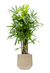 Baq Dune Darcy Beige