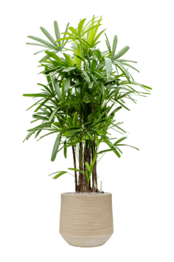 Baq Dune Darcy Beige