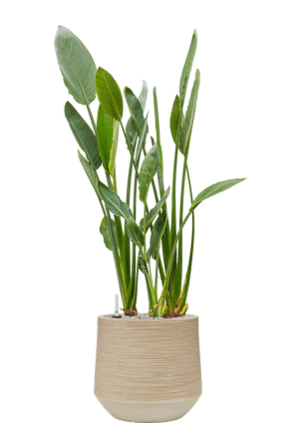 Baq Dune Darcy Beige