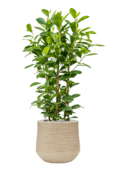 Baq Dune Darcy Beige