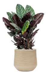 Baq Dune Darcy Beige