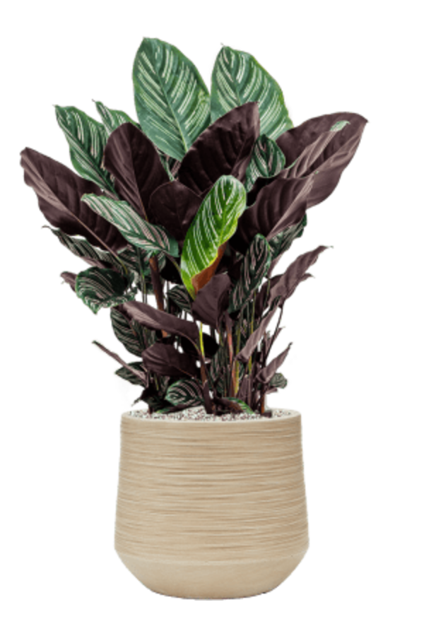 Baq Dune Darcy Beige