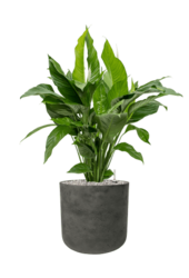 Rough Charlie XL Schwarz Gewaschen