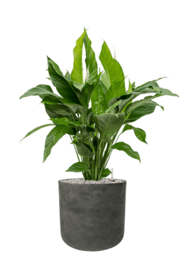 Rough Charlie XL Schwarz Gewaschen