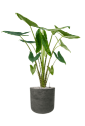 Rough Charlie XL Schwarz Gewaschen