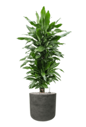 Rough Charlie XL Schwarz Gewaschen