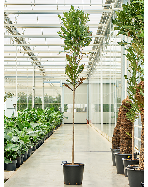 Stenocarpus