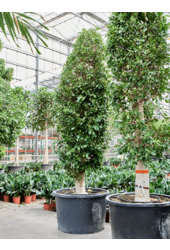 Ficus microcarpa 'Nitida'