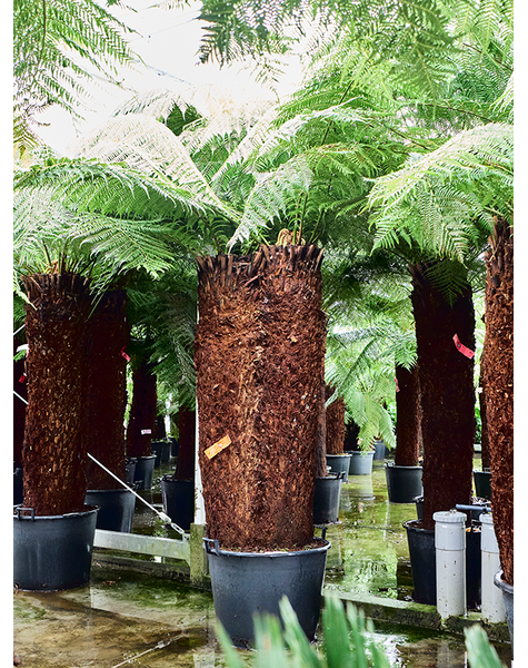 Dicksonia