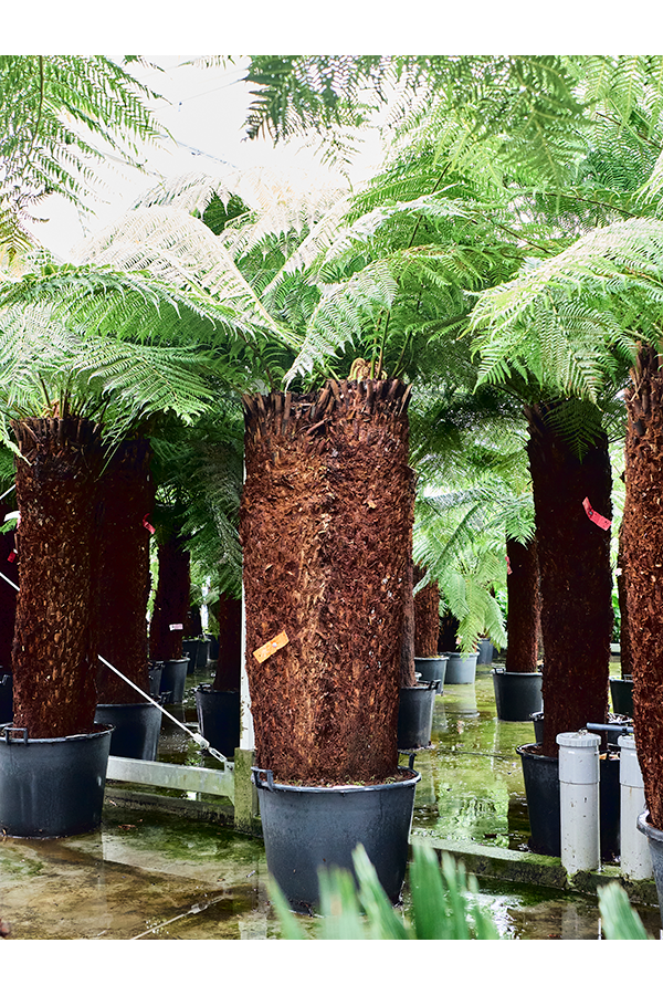 Dicksonia Antarctica