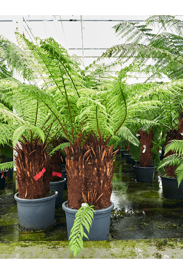 Dicksonia Antarctica (160-200)