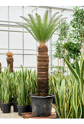 Cycas Revoluta
