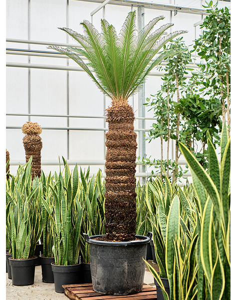 Cycas