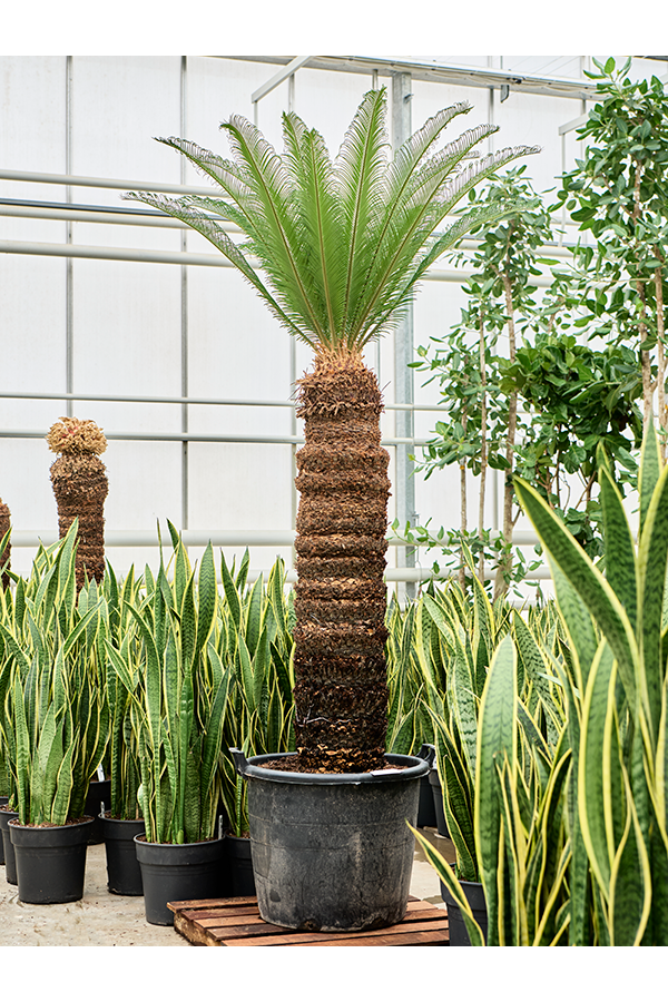 Cycas Revoluta