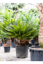 Cycas Revoluta