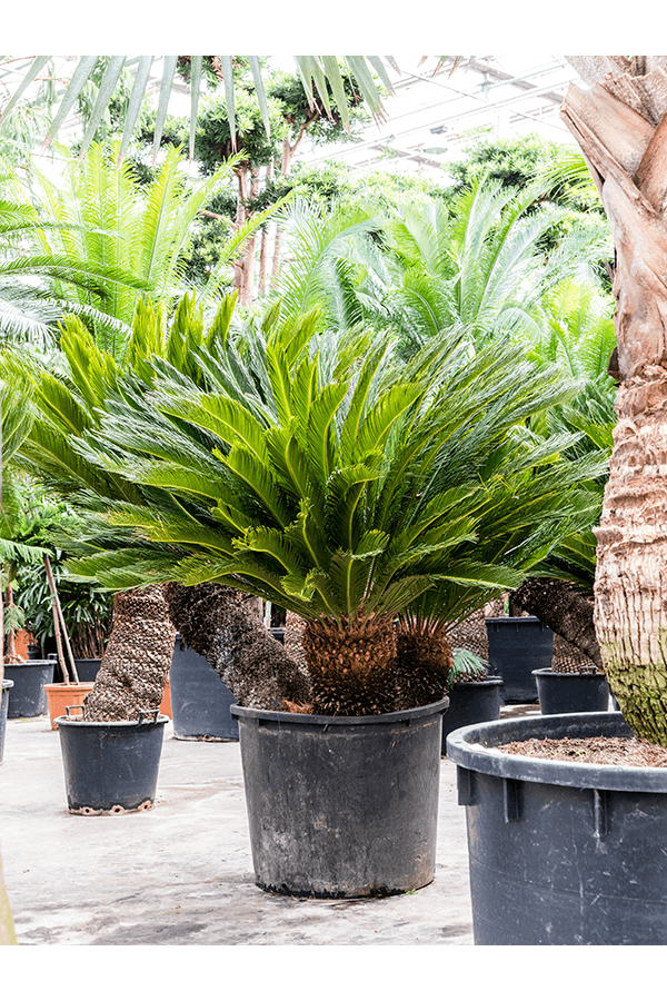 Cycas Revoluta