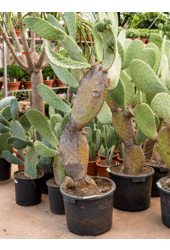 Opuntia Indica