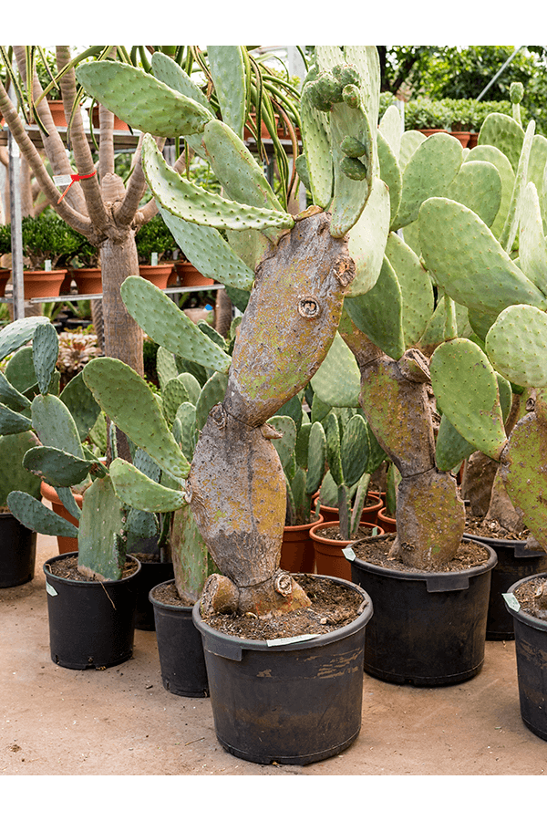 Opuntia Indica