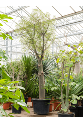 Brachychiton Rupestris