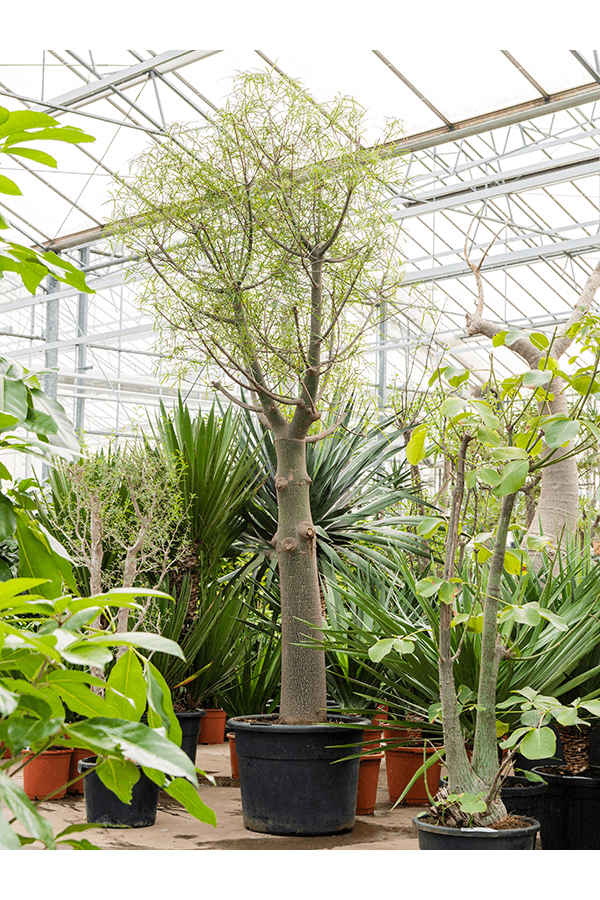 Brachychiton Rupestris
