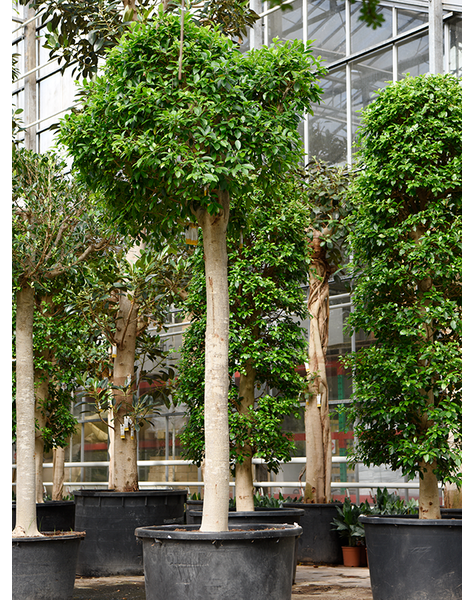 Ficus
